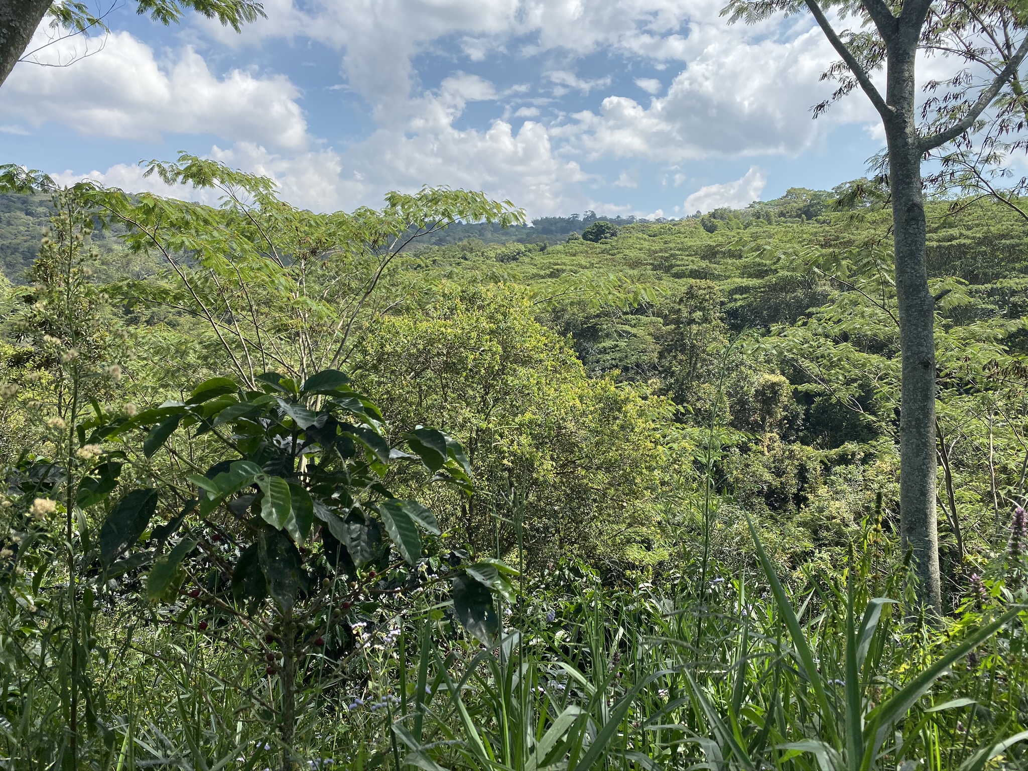 A scenic view of a lush, green forest under a partly cloudy sky. Tall trees with vibrant green foliage are visible in the foreground, while the dense forest stretches into the distance, creating a serene and natural landscape.